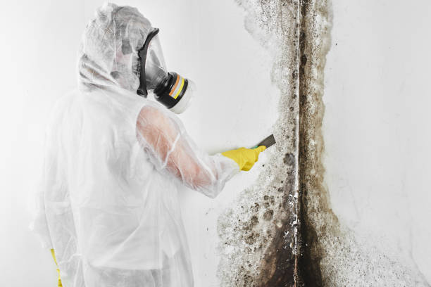 Best Professional Mold Removal  in Krebs, OK