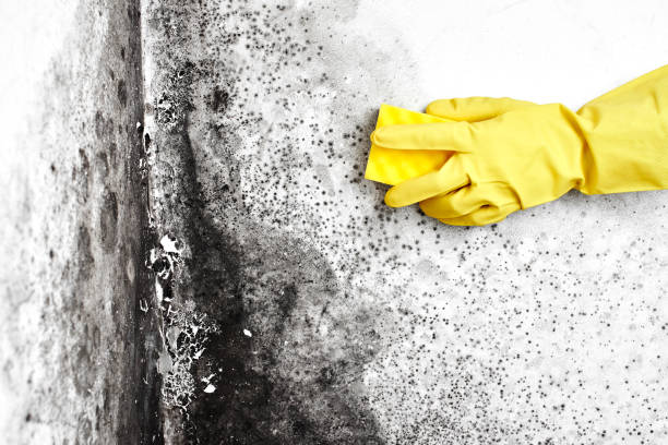 Best Crawl Space Mold Removal  in Krebs, OK