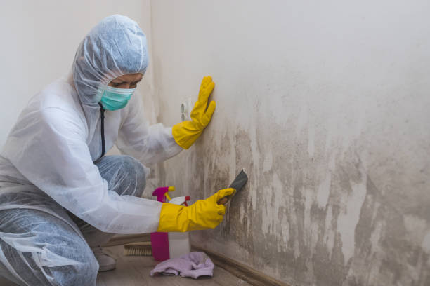Best Mold Removal Company Near Me  in Krebs, OK