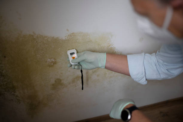 Best Home Mold Removal  in Krebs, OK
