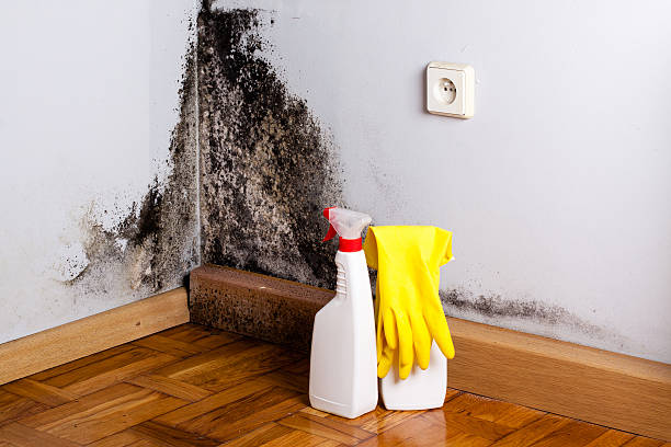 Best Black Mold Removal  in Krebs, OK